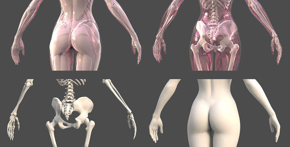 01女性解剖02 拷贝