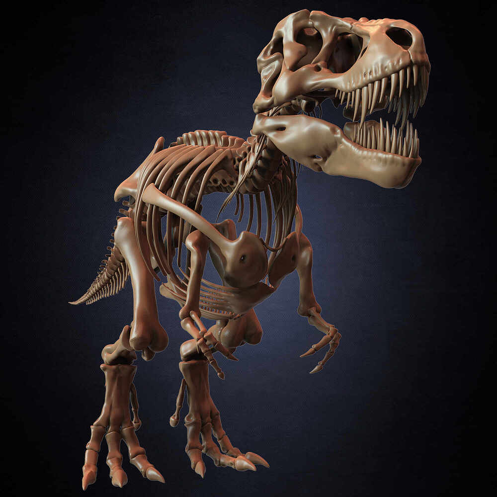 T-Rex Skeleton 3D Model (Tyrannosaurus Rex) Sculpted By Yacine BRINIS Set 055