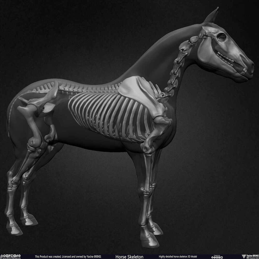 Highly Detailed Horse Skeleton 3D Model Sculpted by Yacine BRINIS Set 054