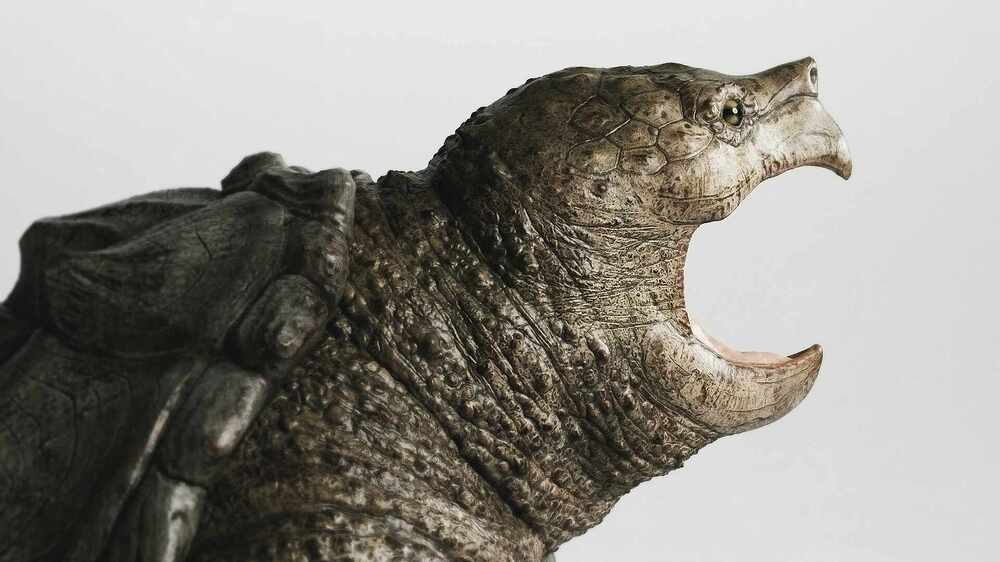 Turtle_edporceli_02