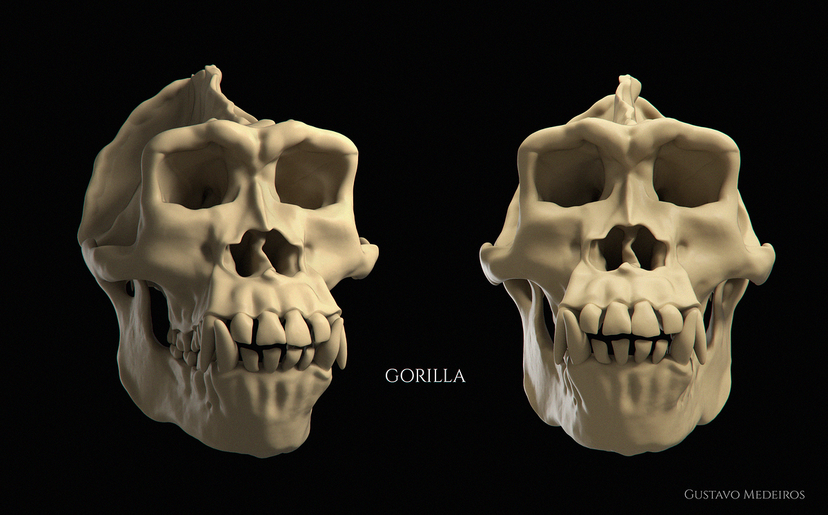 GORILLA