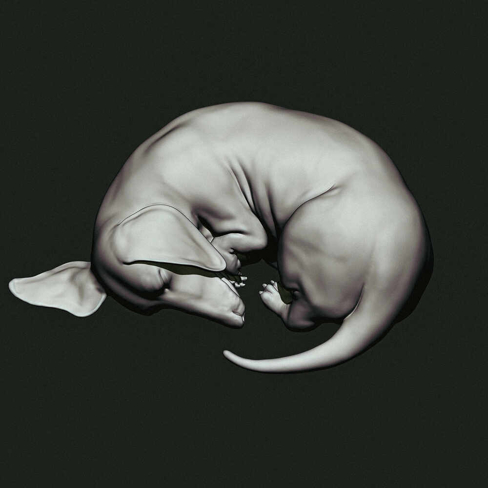dachshund-3