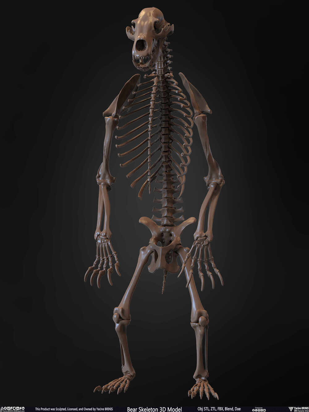 Bear Skeleton 3D Model Sculpted by Yacine BRINIS Set 005