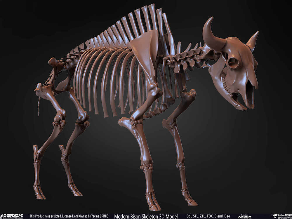 Modern Bison Skeleton 3D Model Sculpted by Yacine BRINIS Set 035