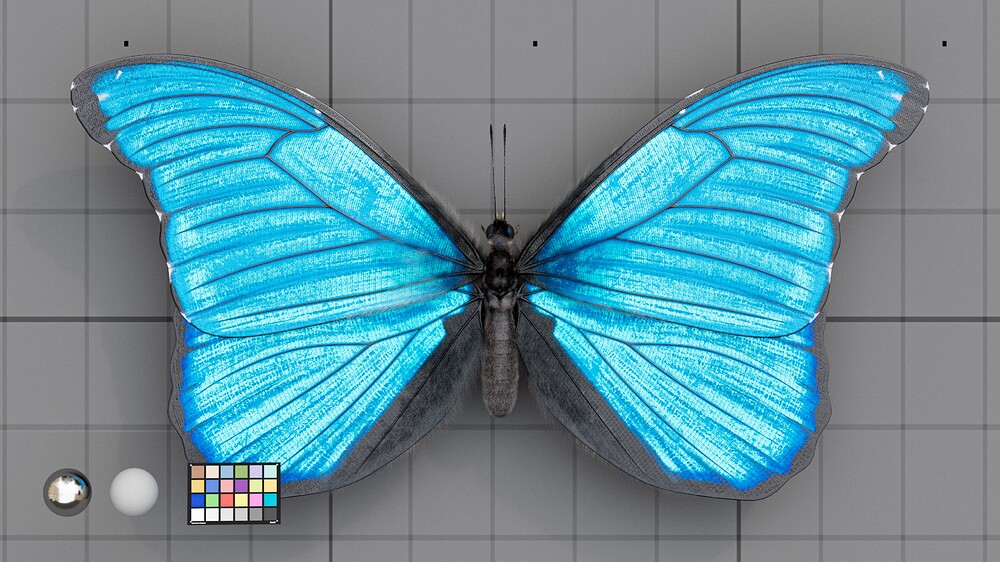 Blue_Morpho_04
