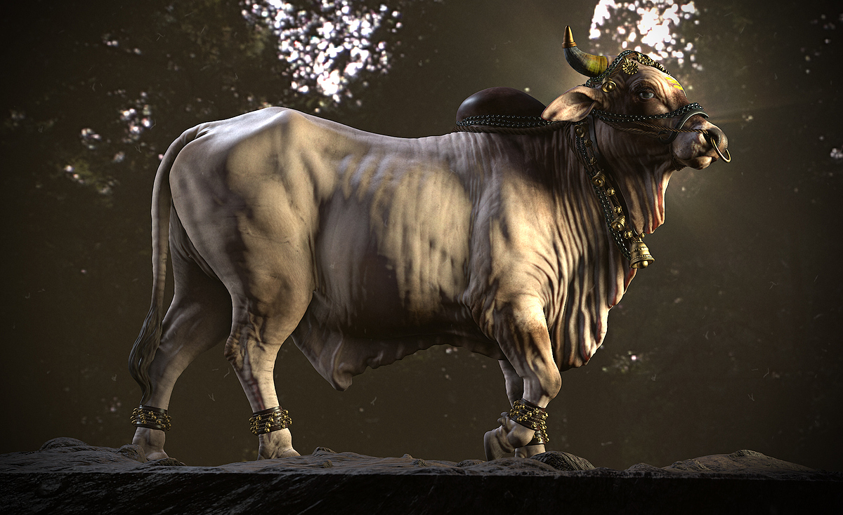 Bull__Camera 1