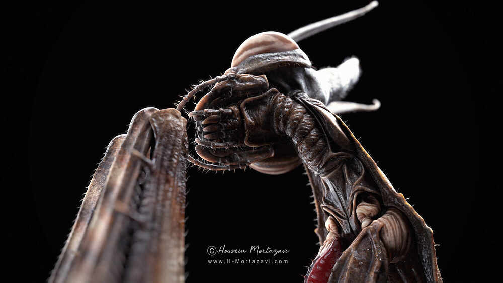 Praying Mantis_05-www.h-mortazavi.com