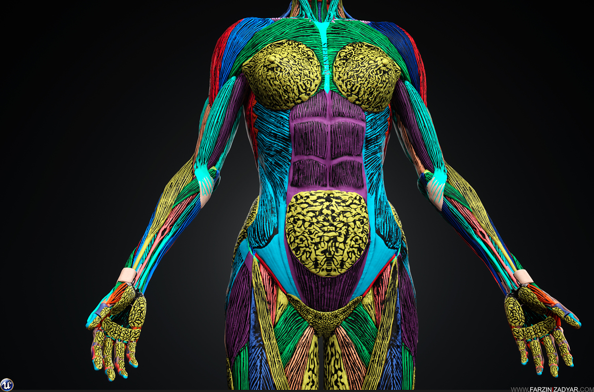 Farzin_Izadyar_Female_Anatomy_Kit_Fibers02