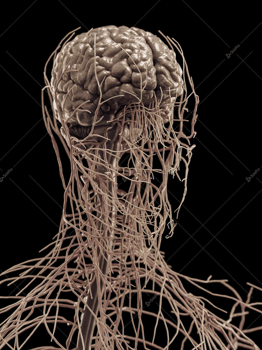 averageFitMale_headNeck_anatomyLayer11