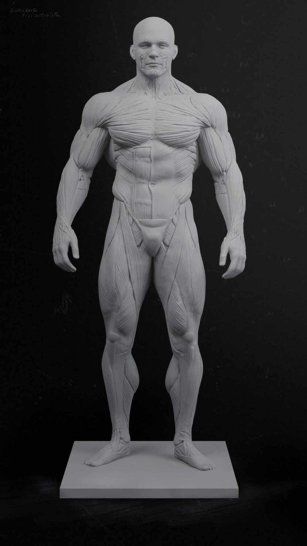 frontal_ecorche_render