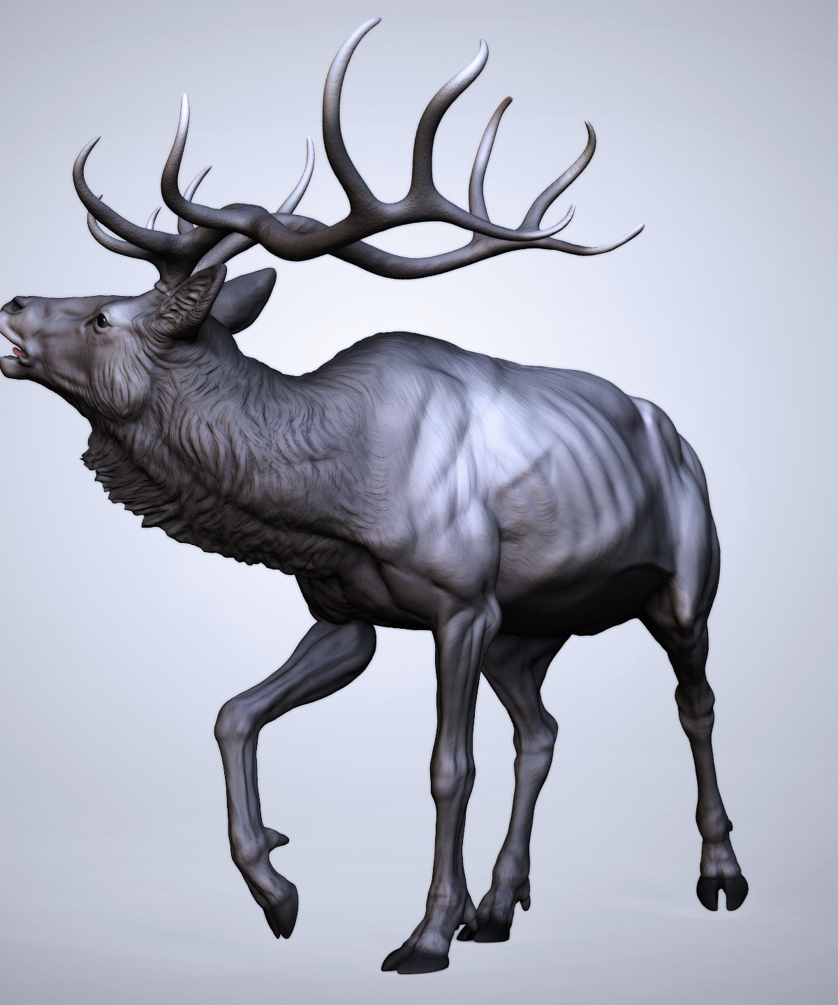 elkComp_03.jpg