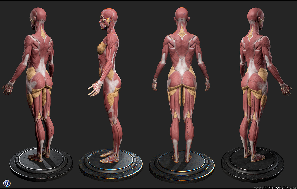 Farzin_Izadyar_Female_Anatomy_Kit_Main_Back