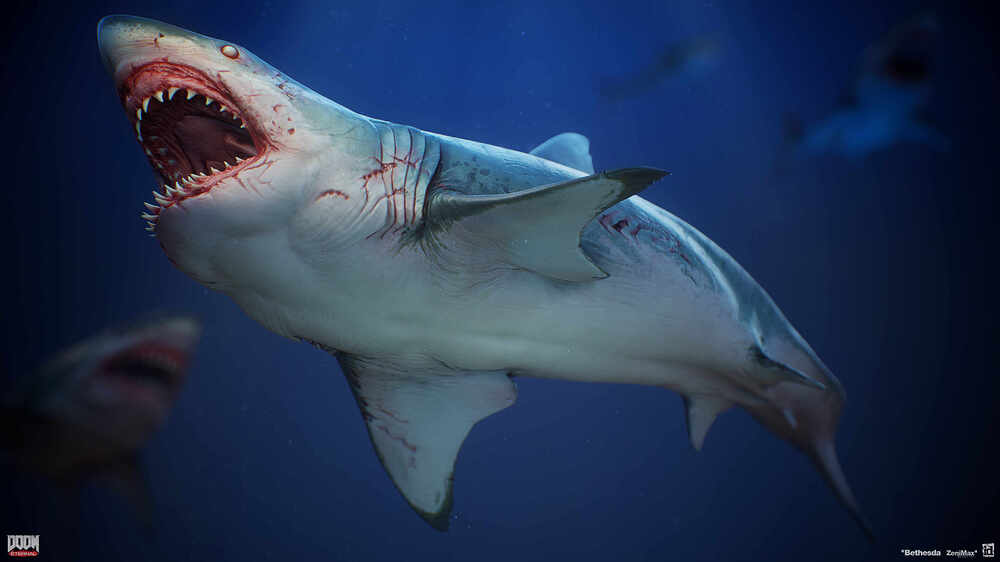 shark_02