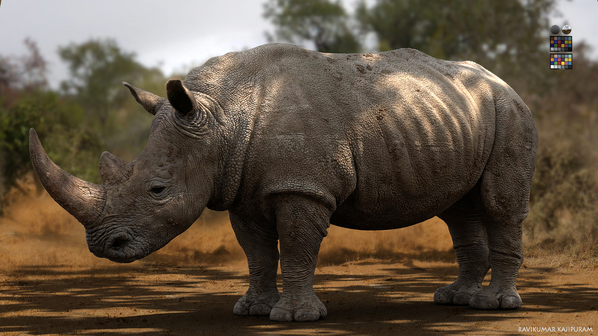 00Rhino_LDV_v001