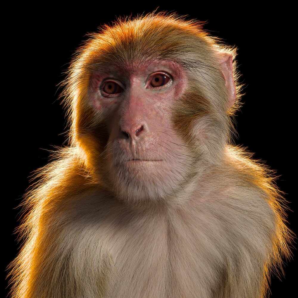 monkey_render_02