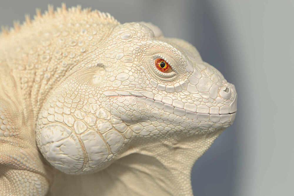 ZBrush Document13