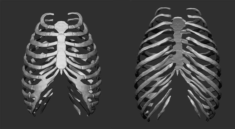 rib cage front