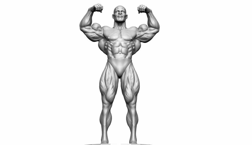 Anatomy.175
