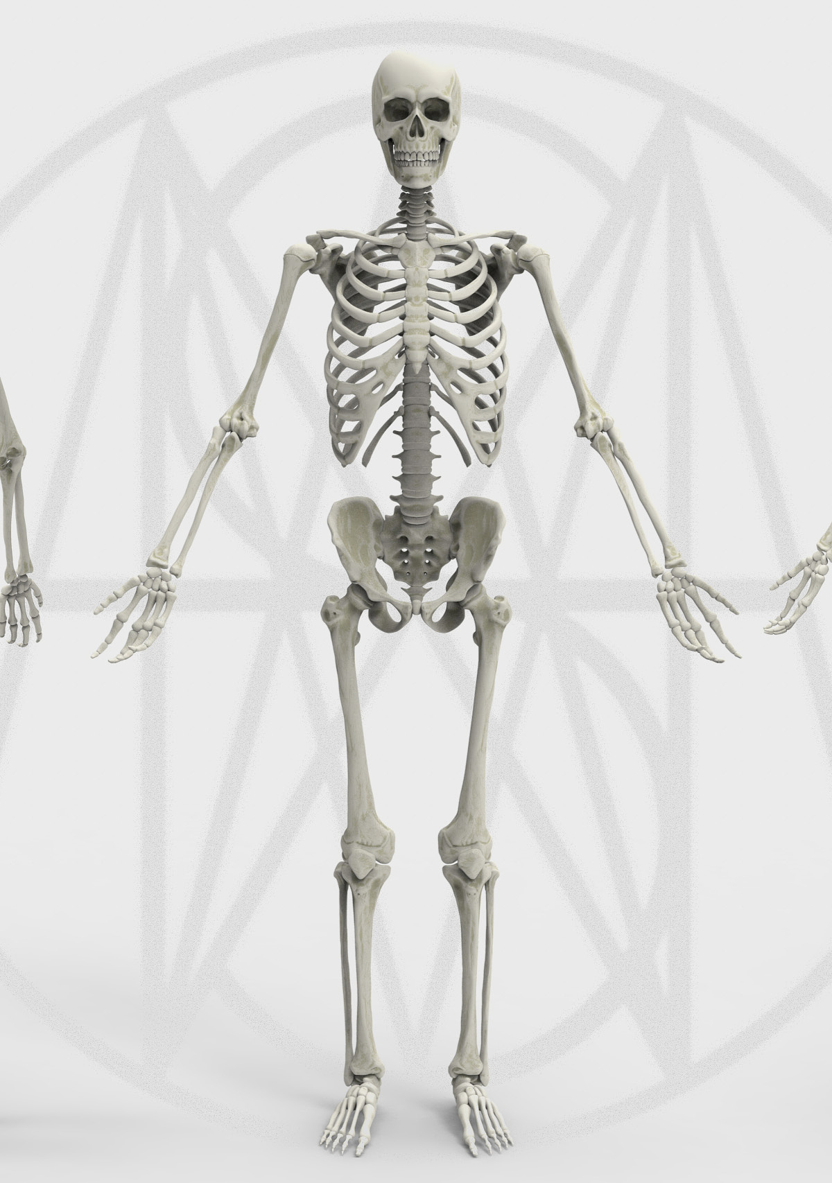 Skeleton 1.jpg