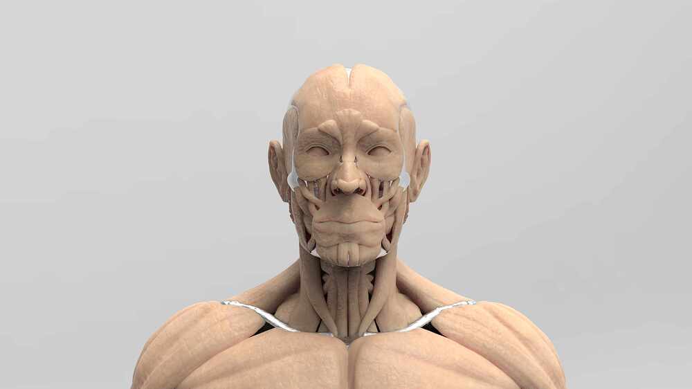 Ecorché_Render_ArteFinal4