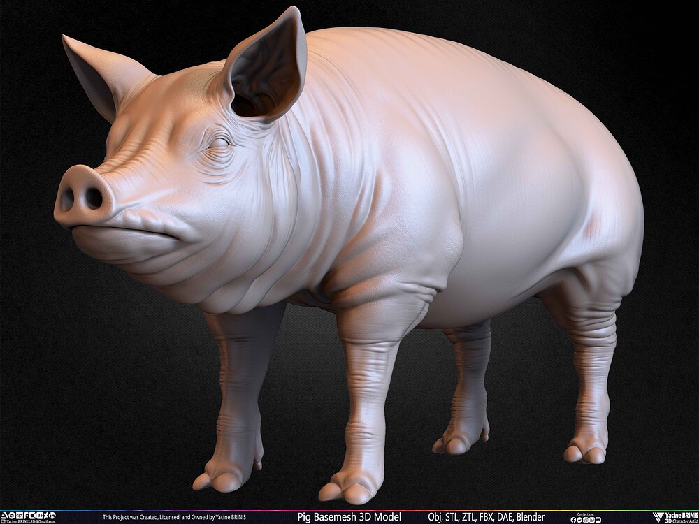 Pig Basemesh 3D Model Animal Anatomy Sculpted by Yacine BRINIS Set 038