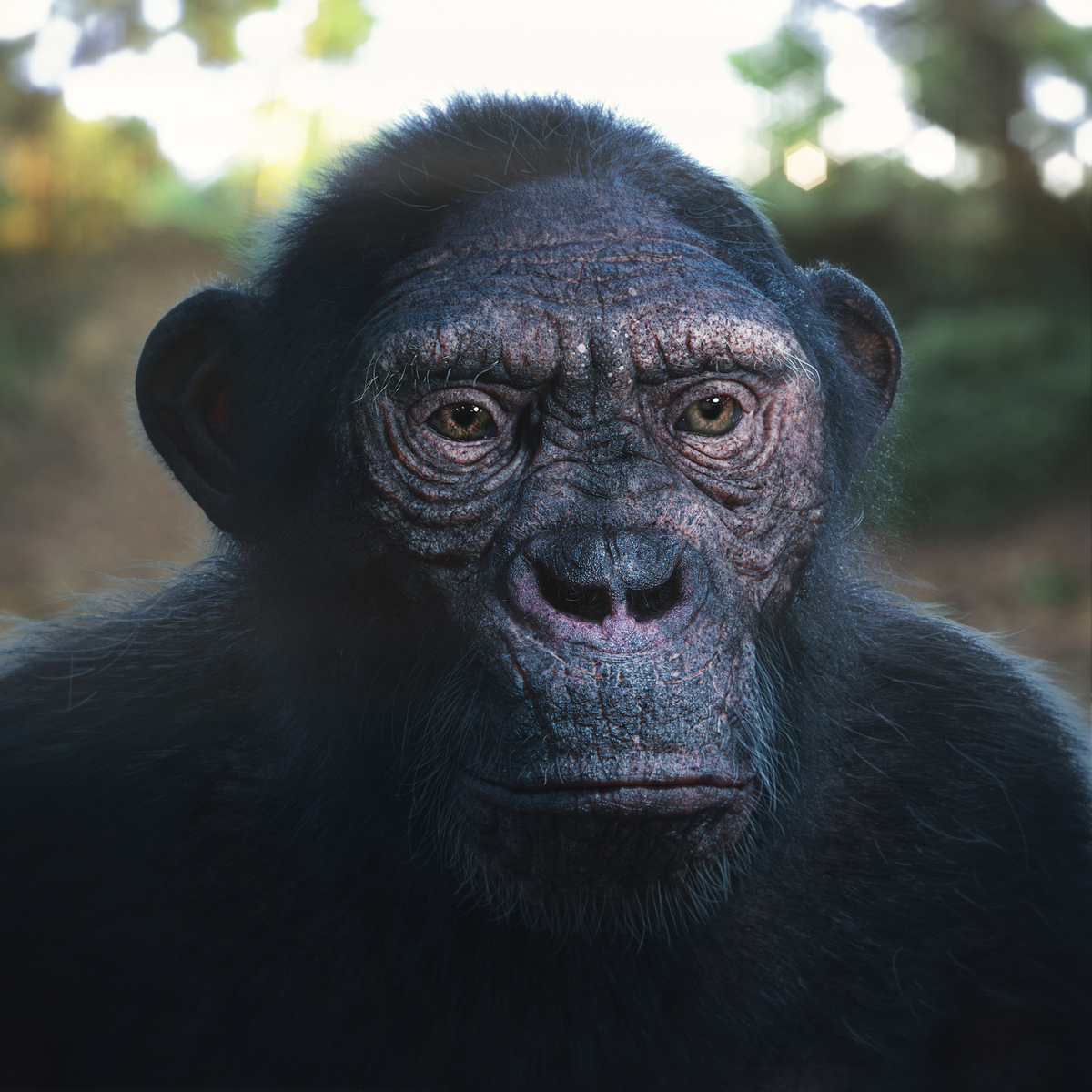 1-Chimp2