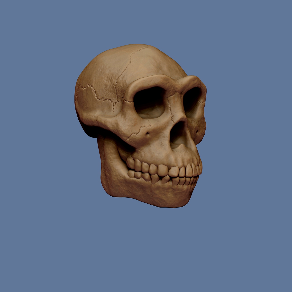 Homo Erectus skull