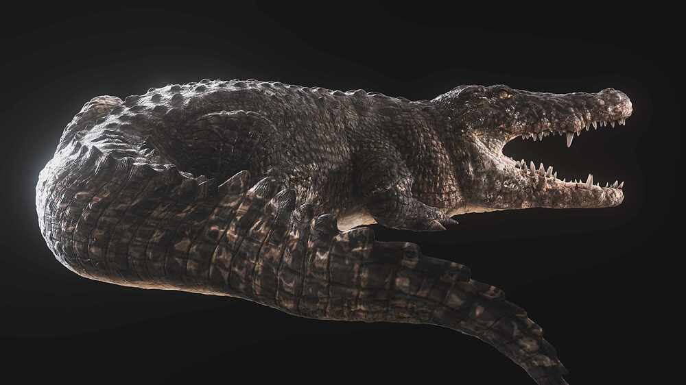 CROCODILLO