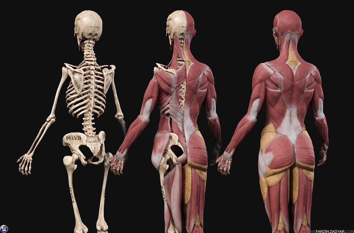 Farzin_Izadyar_Female_Anatomy_Kit_Inner02