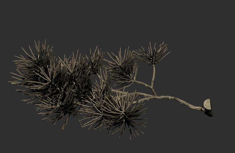 Branc02
