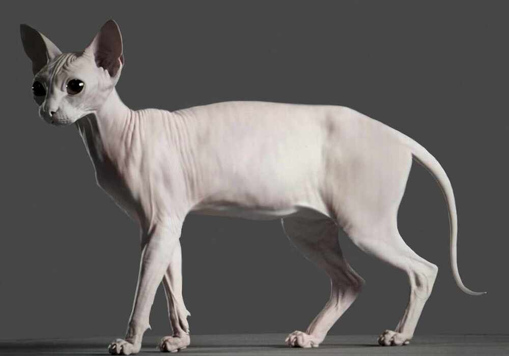 catNew7