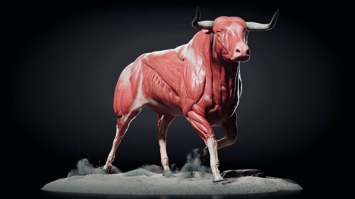 marius-porsel-bull-render-test-12