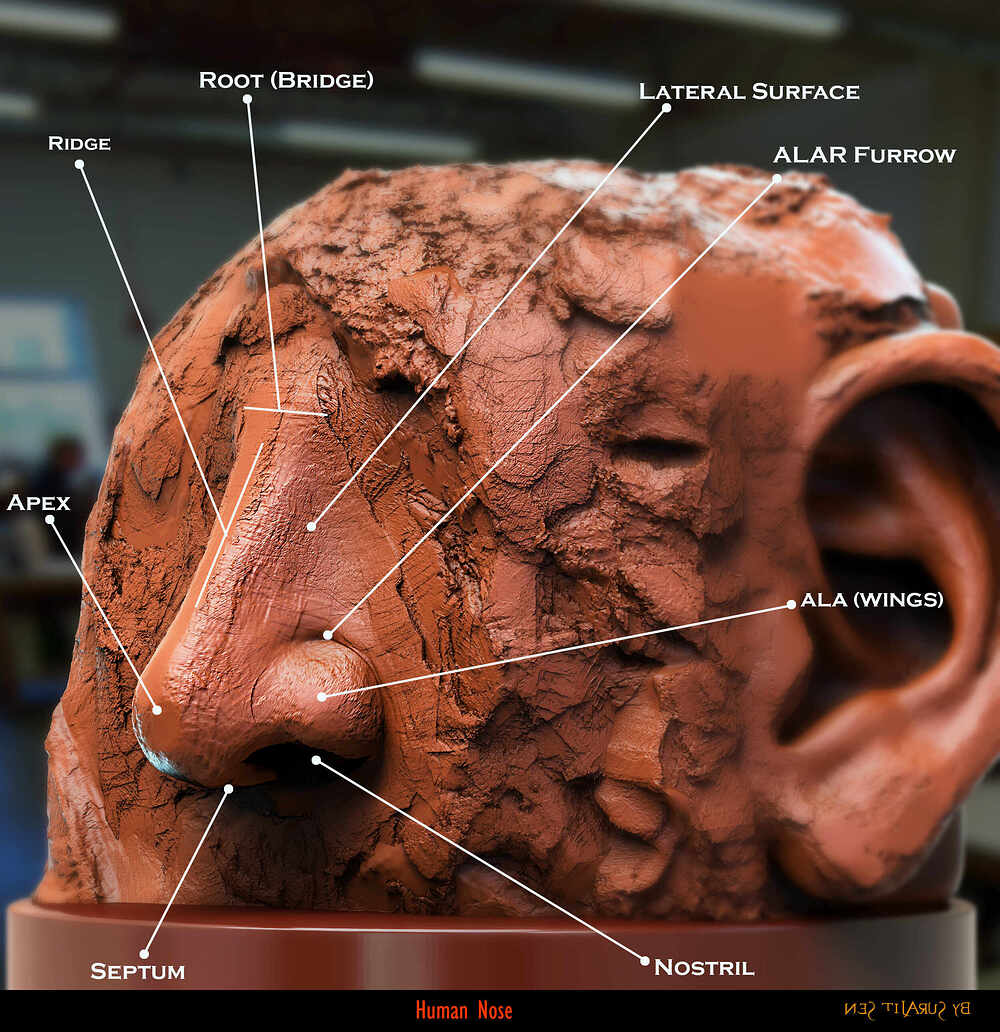 Human_Nose_Digital_Sculpture_SurajitSen_Jan2024