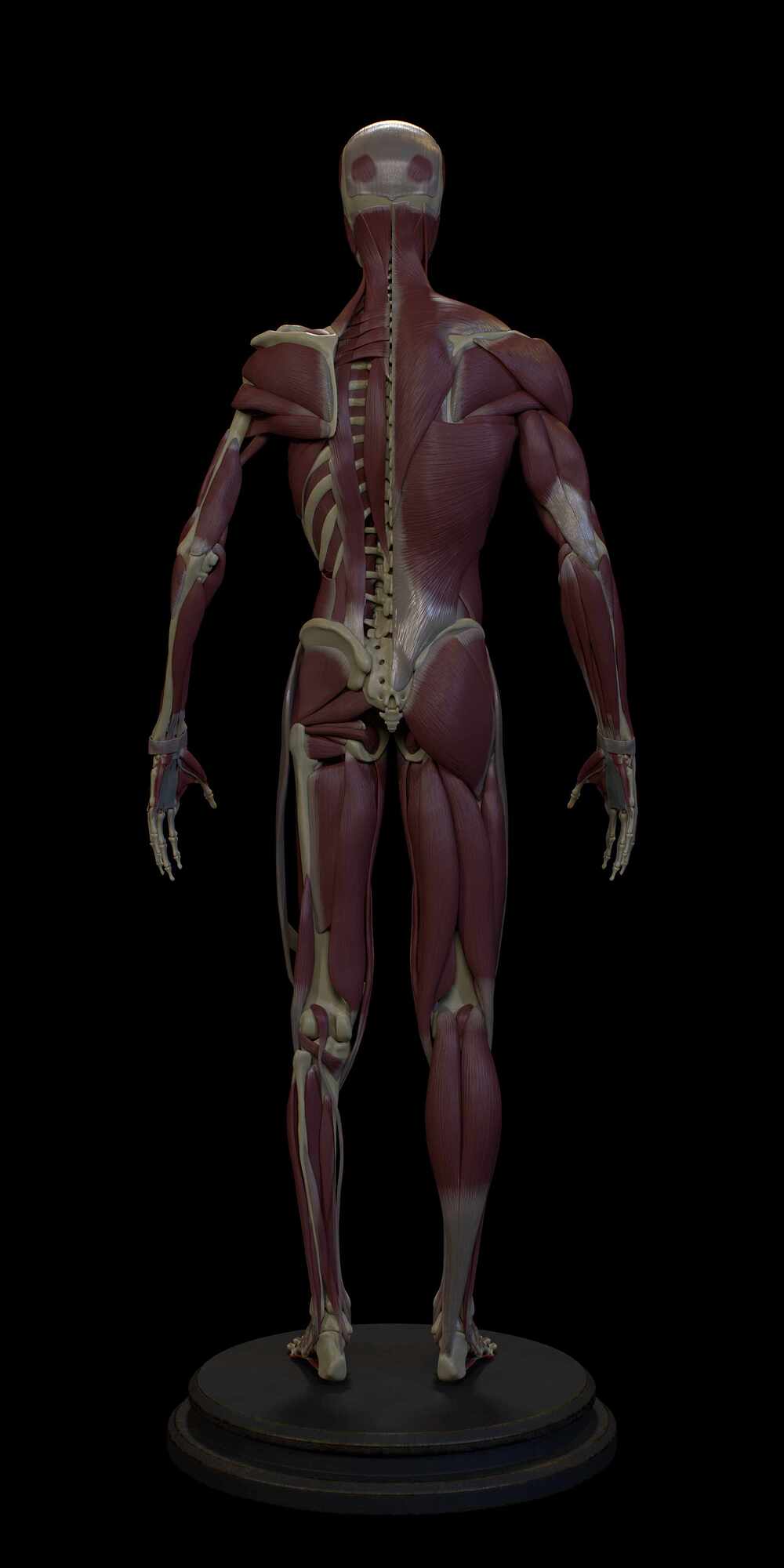 Quarter_Muscle_Back