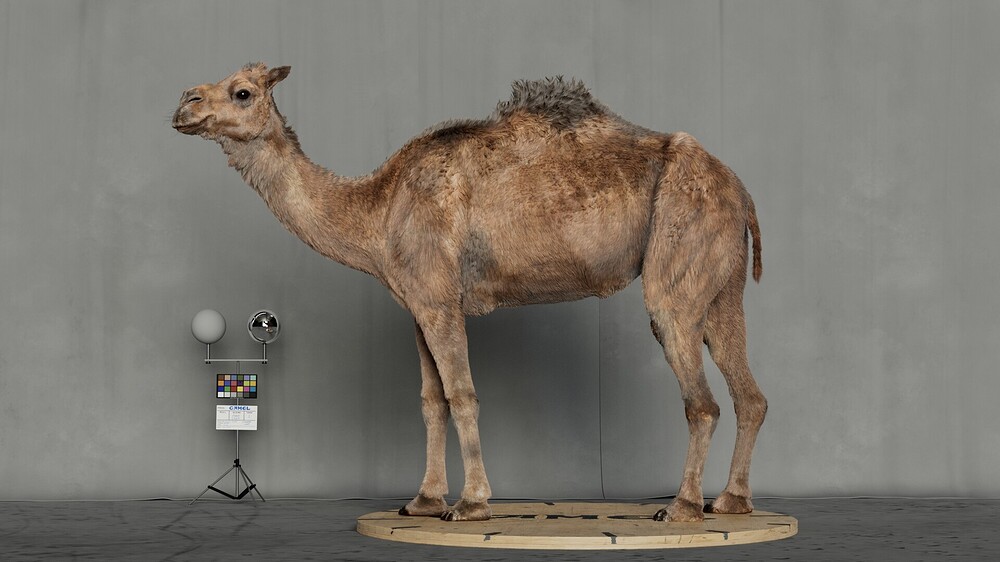 hussein-rasekh-00