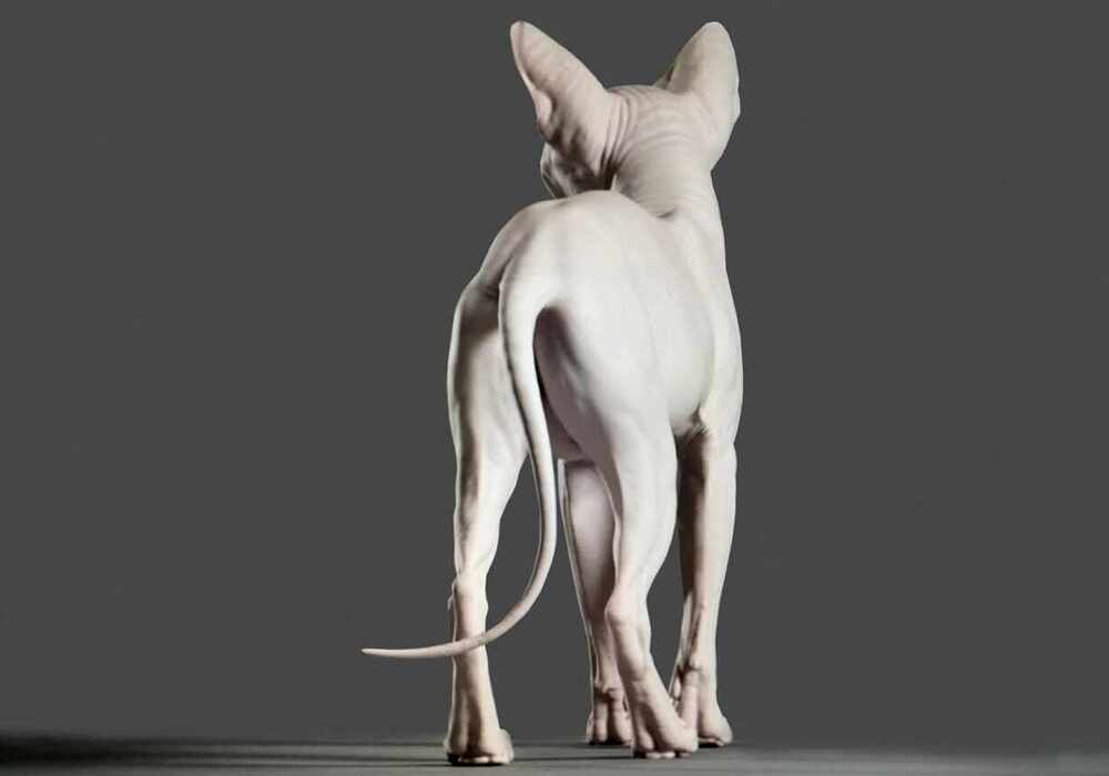 catNew5