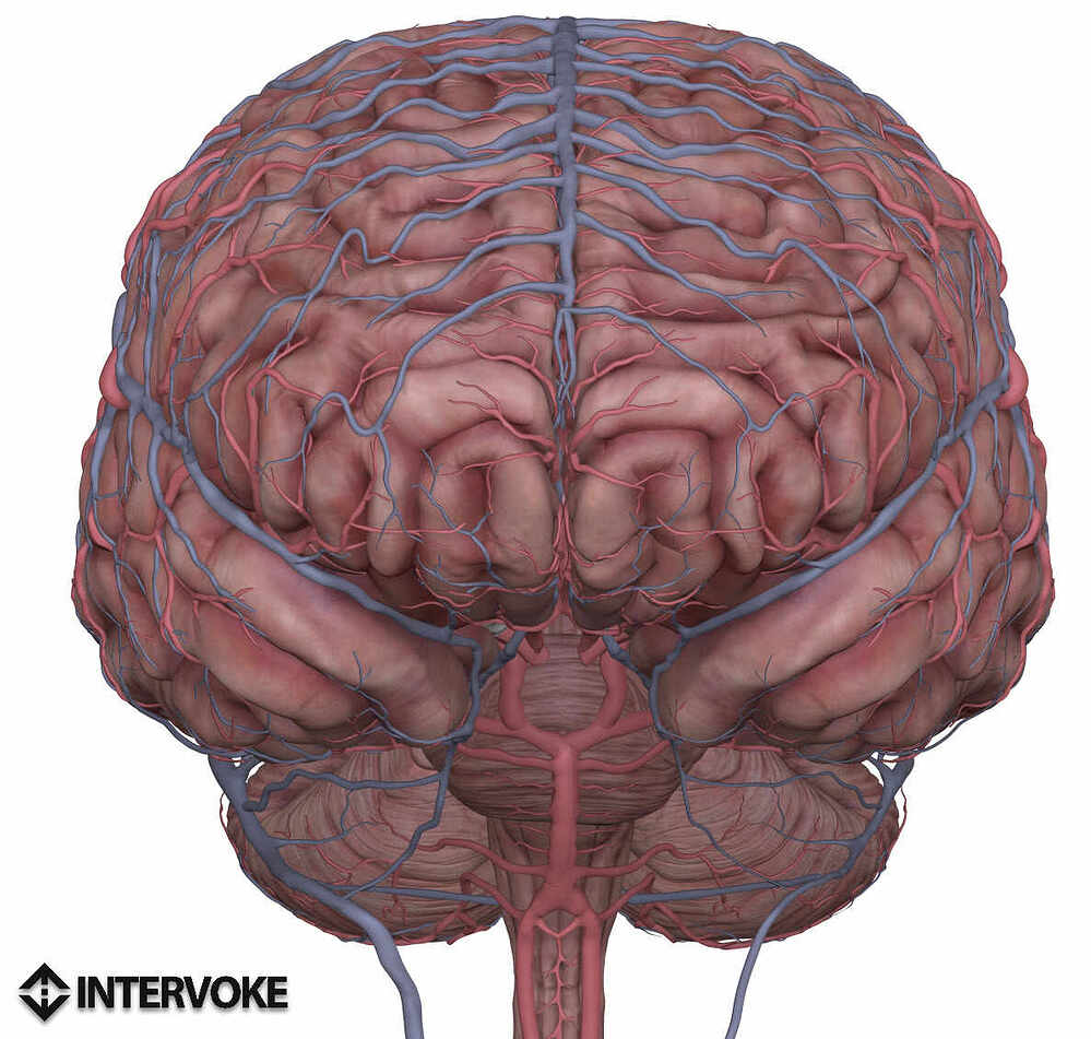 brain_front2
