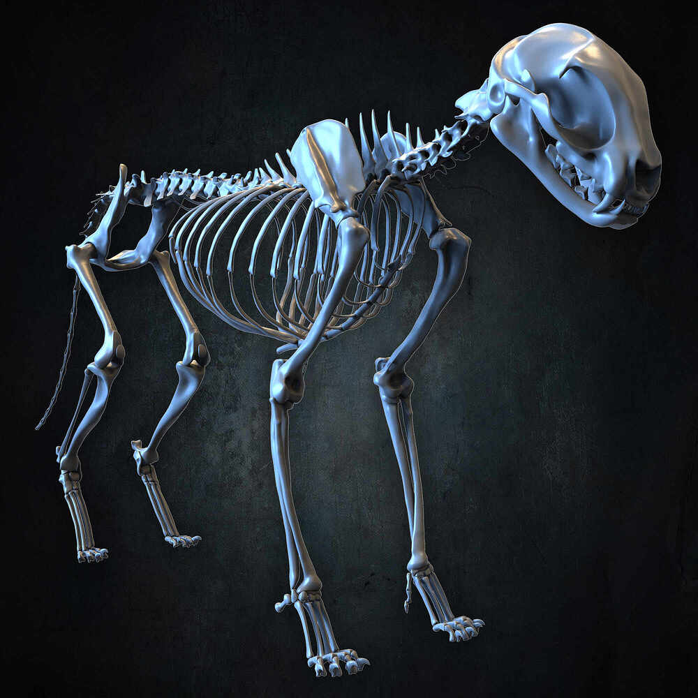 Highly Detailed Cat Skeleton 3D Model Sculpted by Yacine BRINIS Set 048