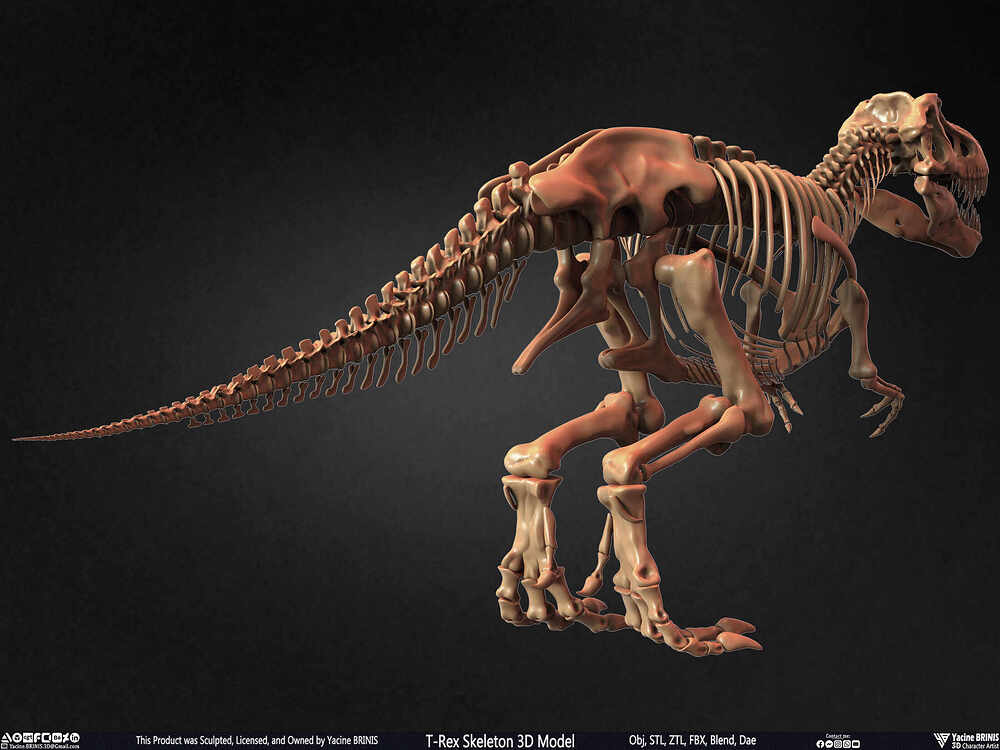 T-Rex Skeleton 3D Model (Tyrannosaurus Rex) Sculpted By Yacine BRINIS Set 007
