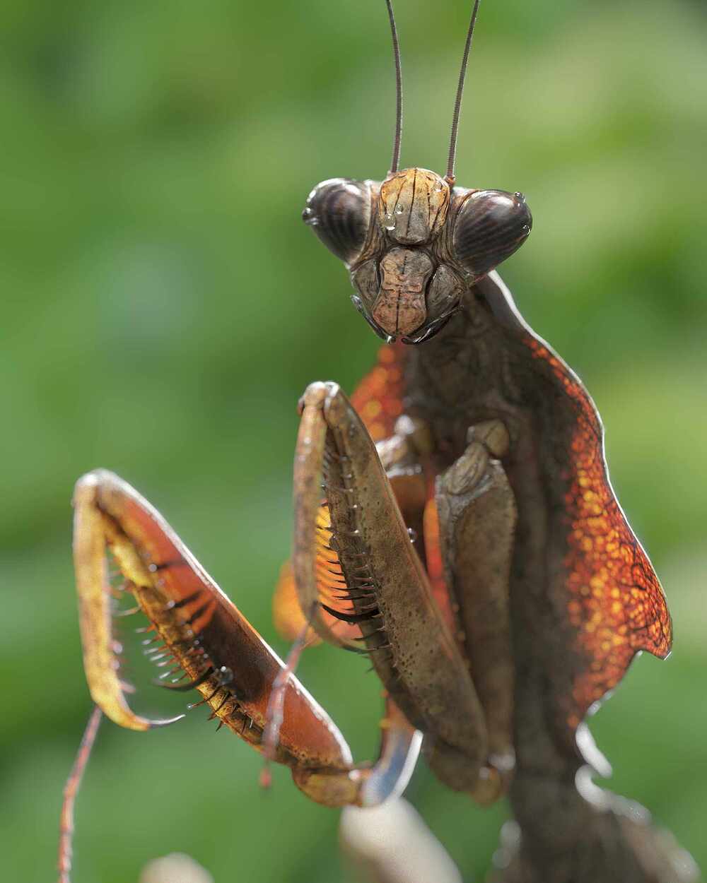 leaf_mantis_art_render_v06_comp