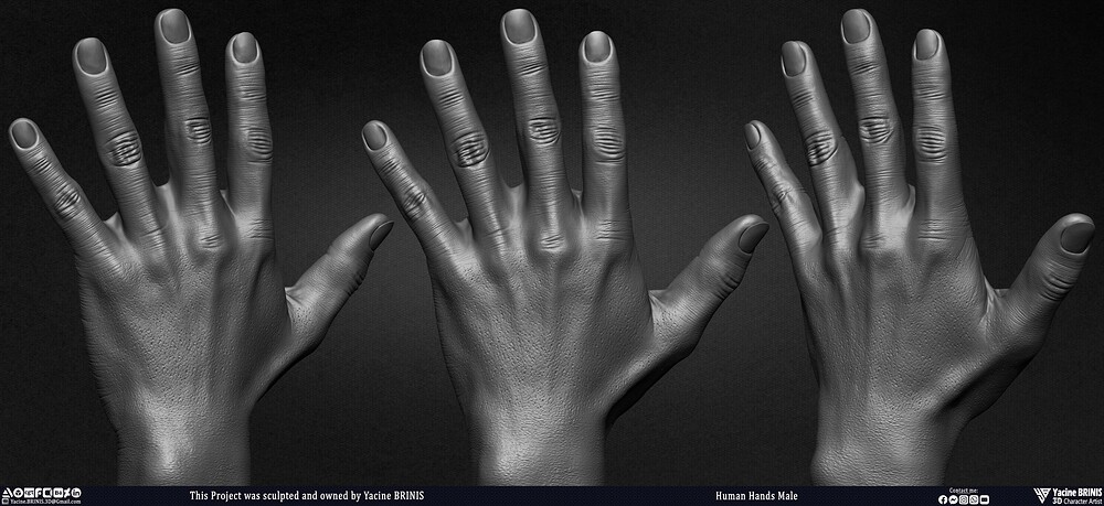Human Hands Male Basemesh 3D Model sculpted by Yacine BRINIS 003