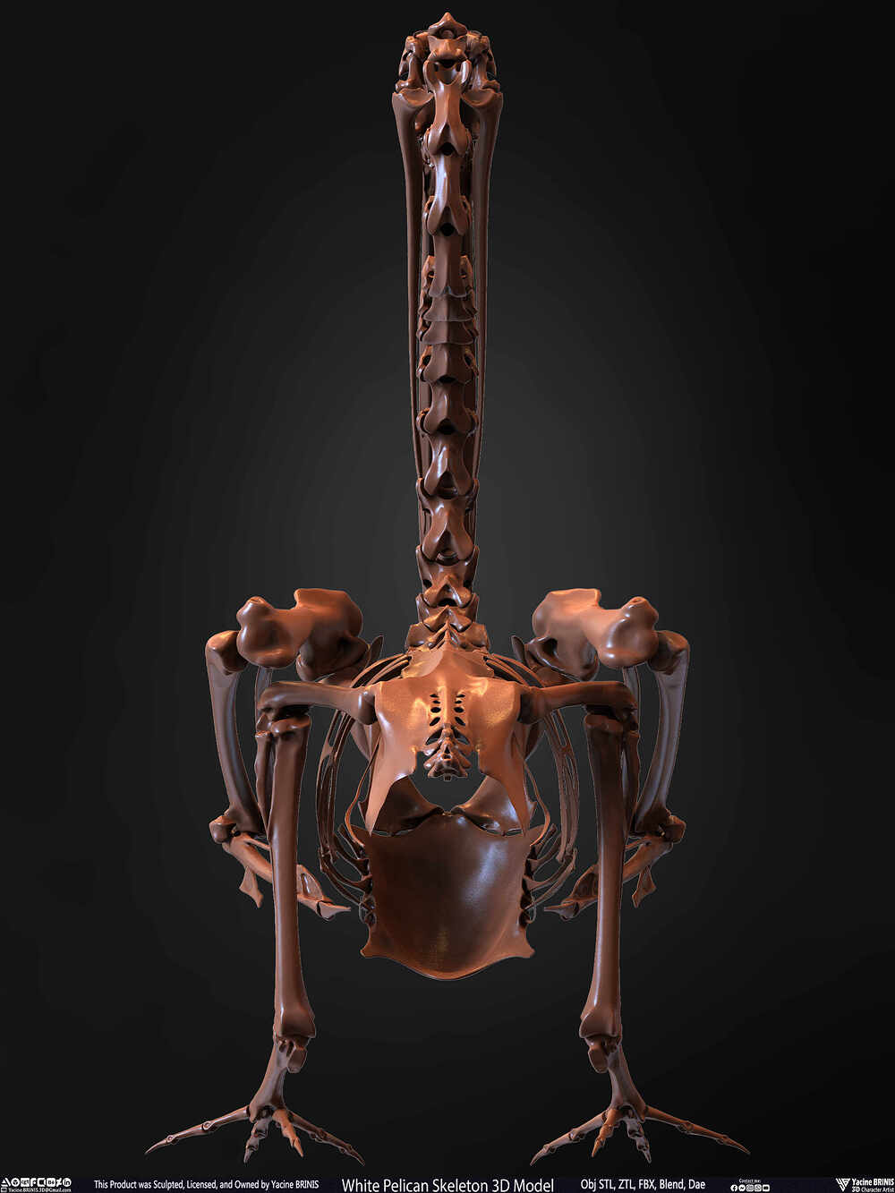 White Pelican Skeleton 3D Model Sculpted by Yacine BRINIS Set 020