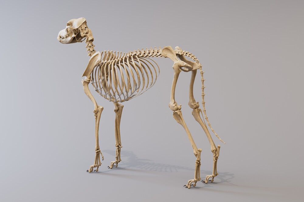 canine_skeleton_backSide_4k
