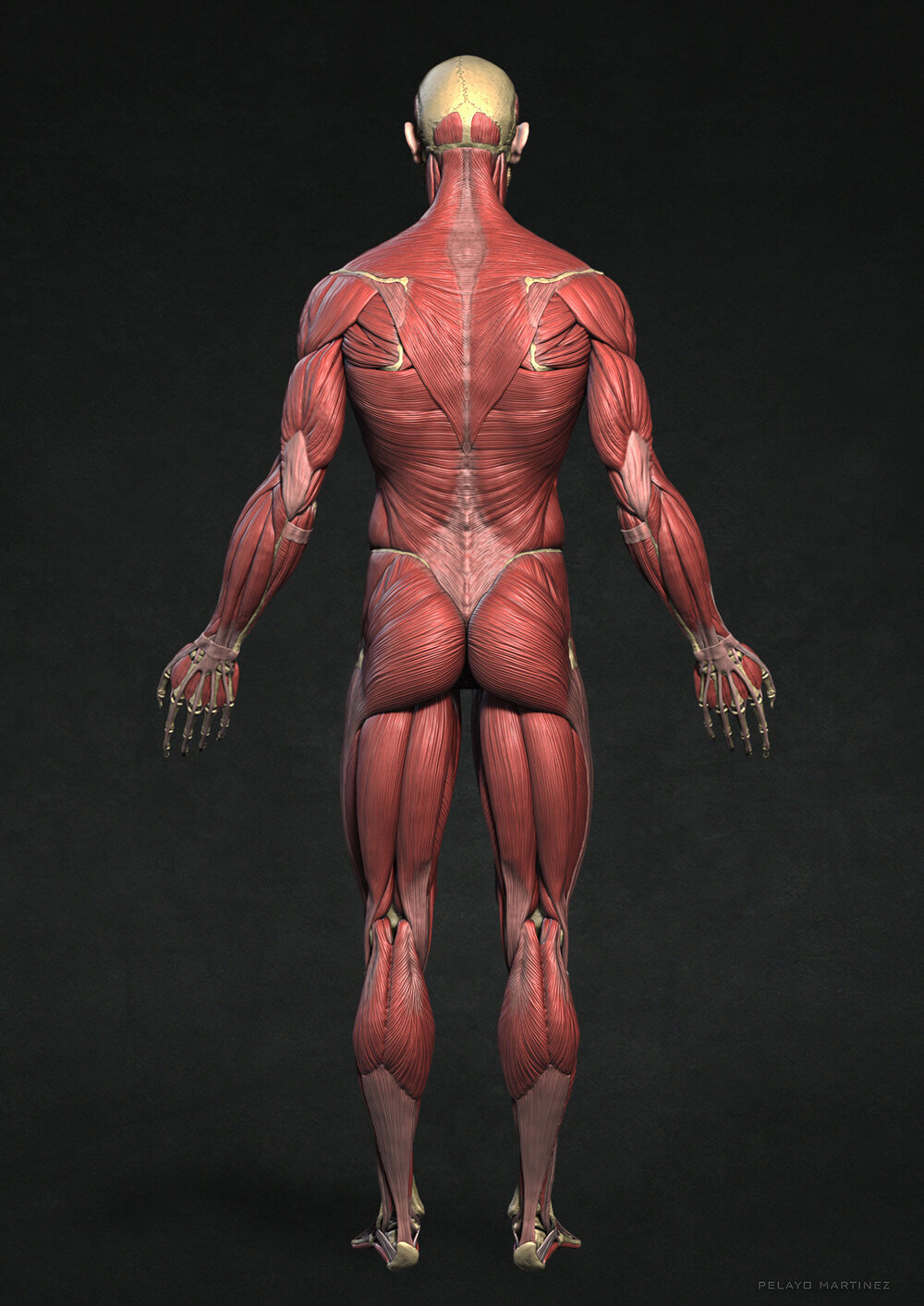 Ecorche-Back