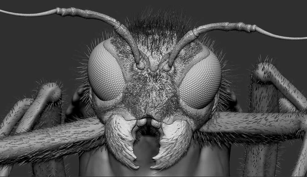 Zbrush sculpt