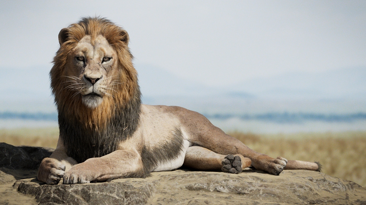 lionZDefocus3_1121