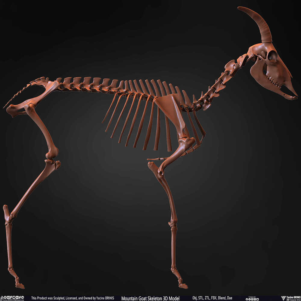 Mountain Goat Skeleton 3D Model Sculpted by Yacine BRINIS Set 038