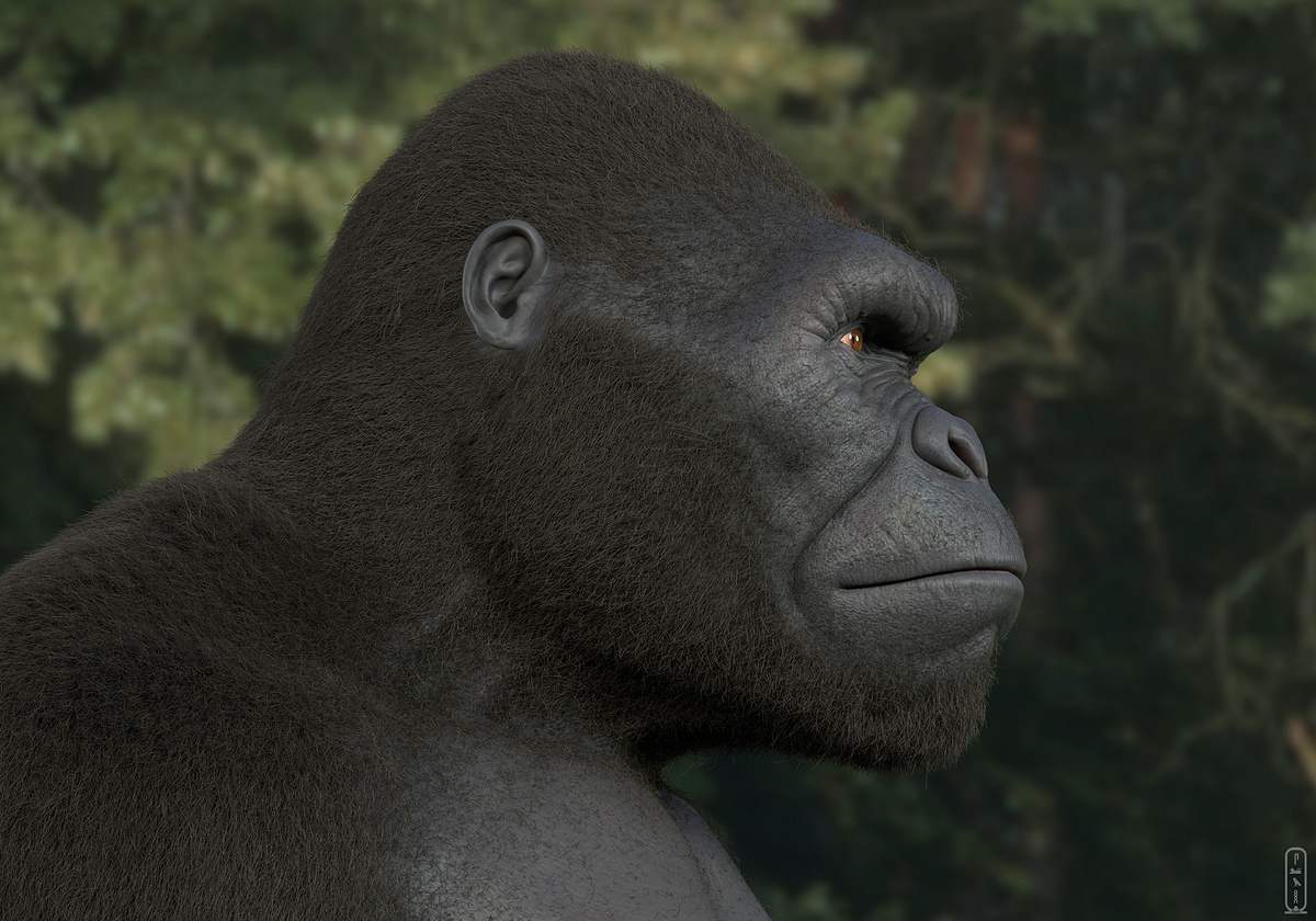 salah-elshehry-z39x-kong