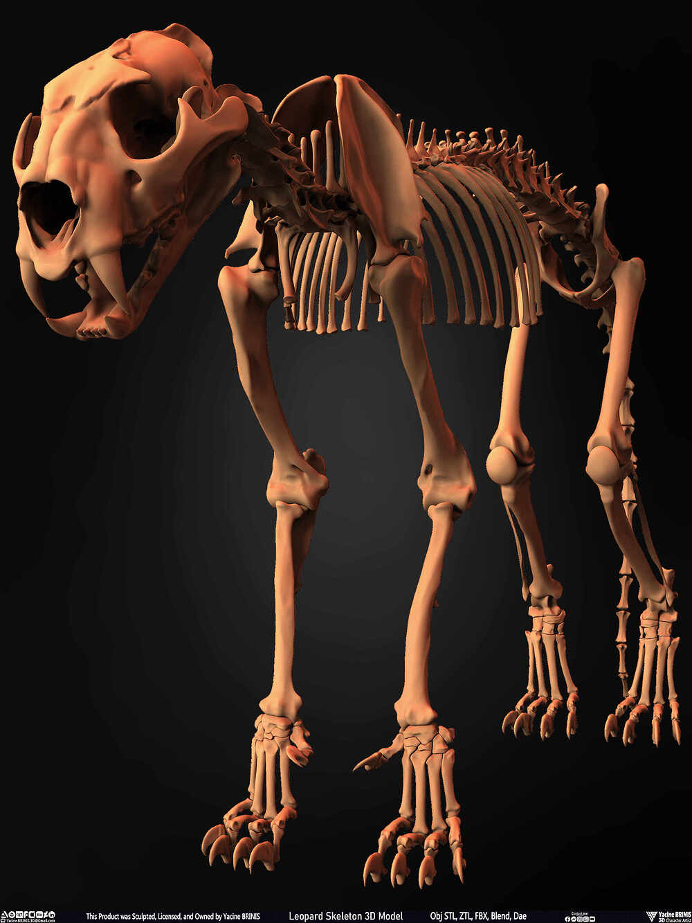 Leopard Skeleton 3D Model Sculpted By Yacine BRINIS 007