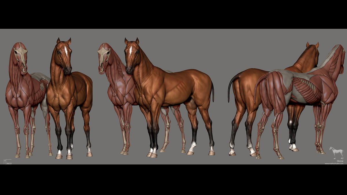 Zbrush.Snapshots.Anatomy.v1.3